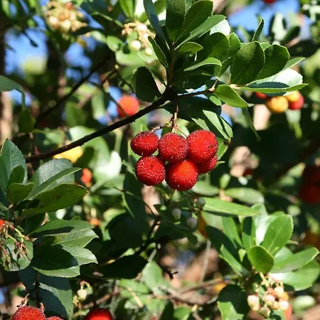 Quinta Do Forninho Farm stay Oliveira do Hospital